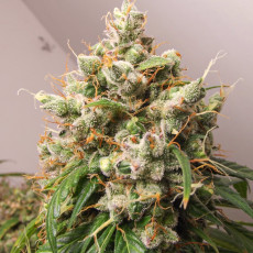 Auto Euforia® - Semi di Cannabis Autofiorenti | Dutch Passion IT Auto Euforia® - Semi di Cannabis Autofiorenti | Dutch Passion IT