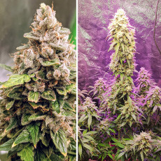 Auto Euforia® - Semi di Cannabis Autofiorenti | Dutch Passion IT Auto Euforia® - Semi di Cannabis Autofiorenti | Dutch Passion IT