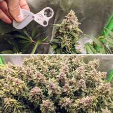 Auto Euforia® - Semi di Cannabis Autofiorenti | Dutch Passion IT Auto Euforia® - Semi di Cannabis Autofiorenti | Dutch Passion IT