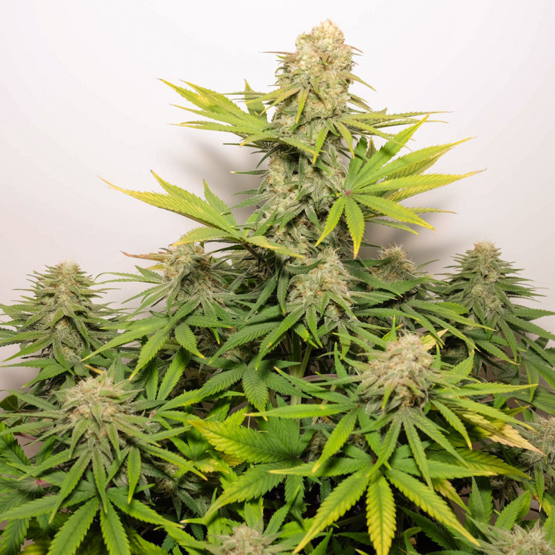 Auto Colorado Cookies® - Autoflower Cannabis Seeds | Dutch Passion UK