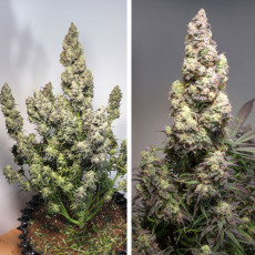 Auto Colorado Cookies® - Autoflower Cannabis Seeds | Dutch Passion UK