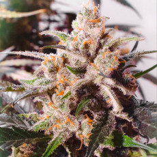 Auto Colorado Cookies® - Autoflower Cannabis Seeds | Dutch Passion UK