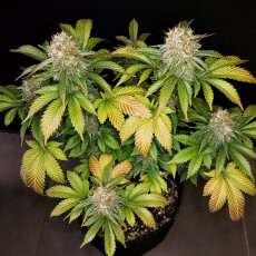 Comprar semillas feminizadas de Banana Blaze® | Dutch Passion ES Comprar semillas feminizadas de Banana Blaze® | Dutch Passion ES