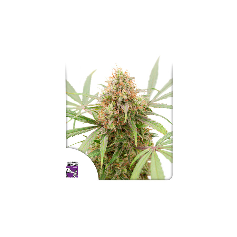 Auto AK Triple Haze