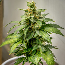 Auto AK Triple Haze Auto AK Triple Haze