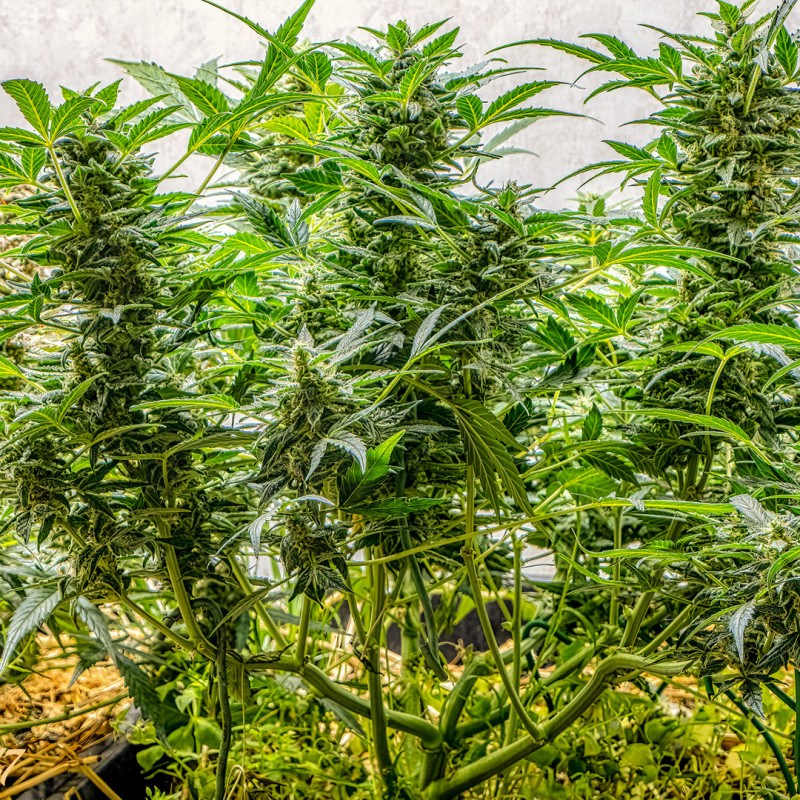 Auto AK Triple Haze Auto AK Triple Haze