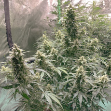 Auto AK Triple Haze Auto AK Triple Haze