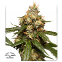 Kupujte konopná semena Auto THC-Victory® | Dutch Passion CZ
