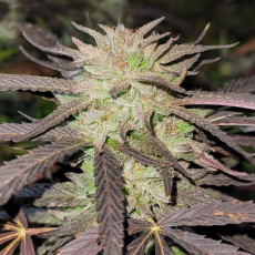 Semillas de Cannabis Purple # 1 (Feminizadas / Regulares) | Dutch Passion Semillas de Cannabis Purple # 1 (Feminizadas / Regulares) | Dutch Passion