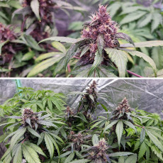 Comprar semillas de cannabis Auto Forbidden Cherry® | Dutch Passion Comprar semillas de cannabis Auto Forbidden Cherry® | Dutch Passion
