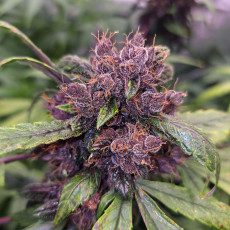 Comprar semillas de cannabis Auto Forbidden Cherry® | Dutch Passion Comprar semillas de cannabis Auto Forbidden Cherry® | Dutch Passion