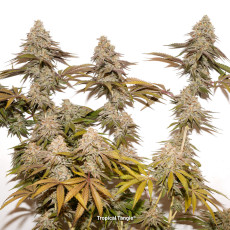 Tropical Tangie Tropical Tangie