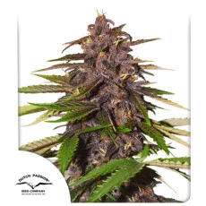 Kaufe Auto Forbidden Cherry® Cannabis Samen | Dutch Passion