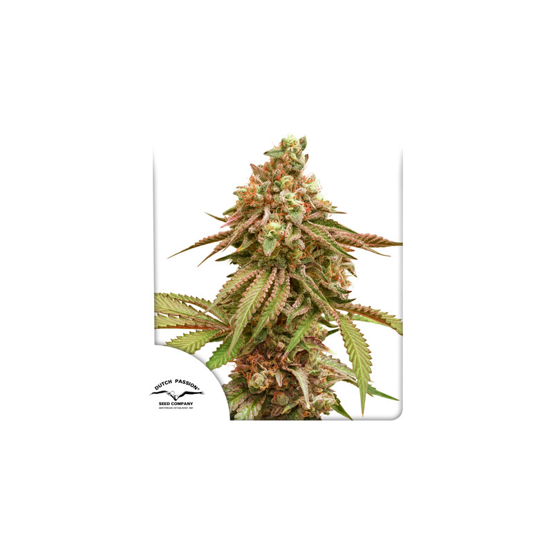Tropical Tangie