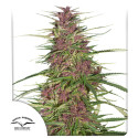 Semillas de Cannabis Purple # 1 (Feminizadas / Regulares) | Dutch Passion