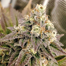 Tropical Tangie Tropical Tangie