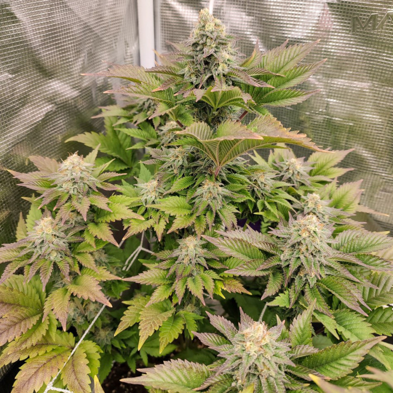 Tropical Tangie Tropical Tangie