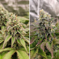 Tropical Tangie Tropical Tangie