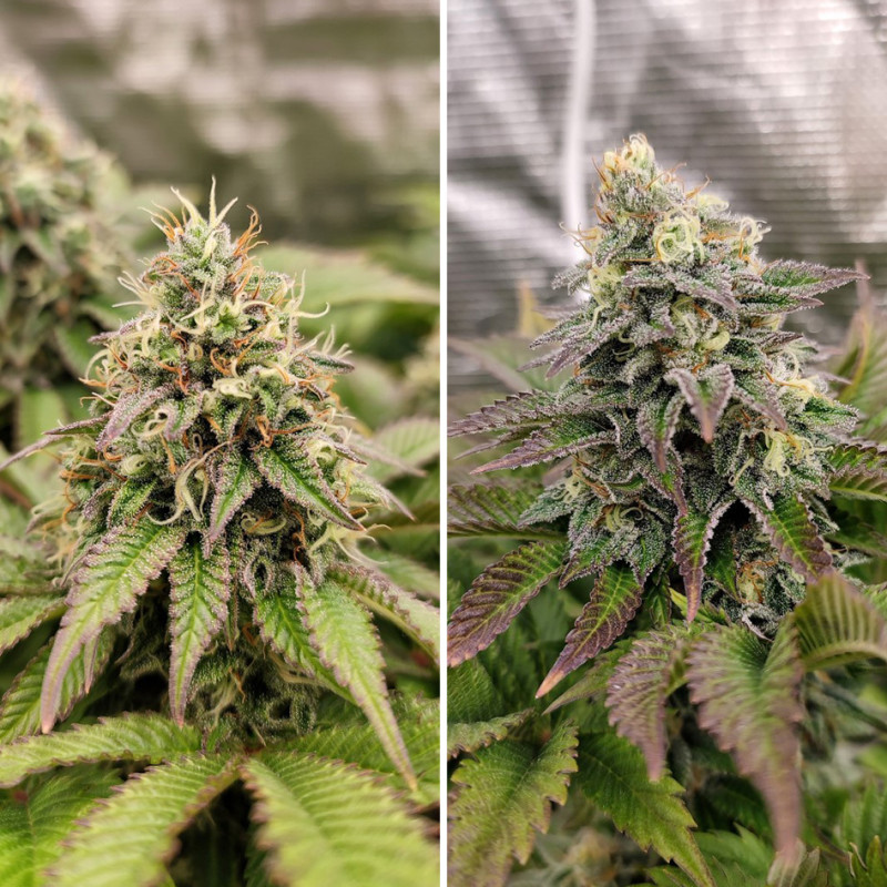 Tropical Tangie Tropical Tangie