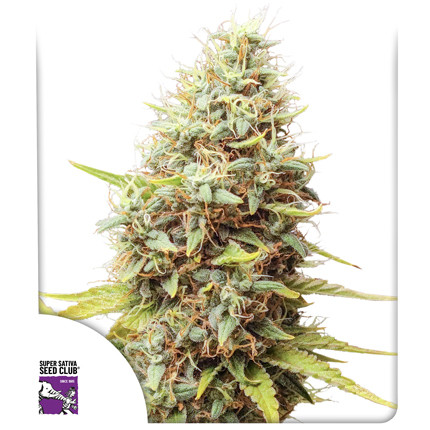 Acquistate i semi di cannabis di Sour Tangie Dawg | Dutch Passion