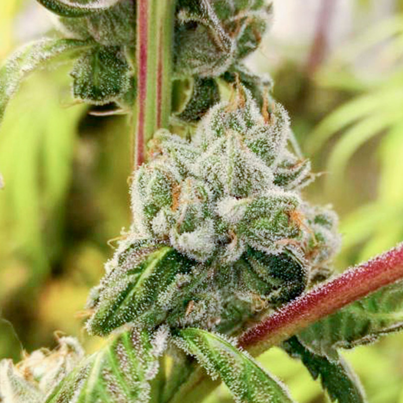 Acquistate i semi di cannabis di Sour Tangie Dawg | Dutch Passion Acquistate i semi di cannabis di Sour Tangie Dawg | Dutch Passion