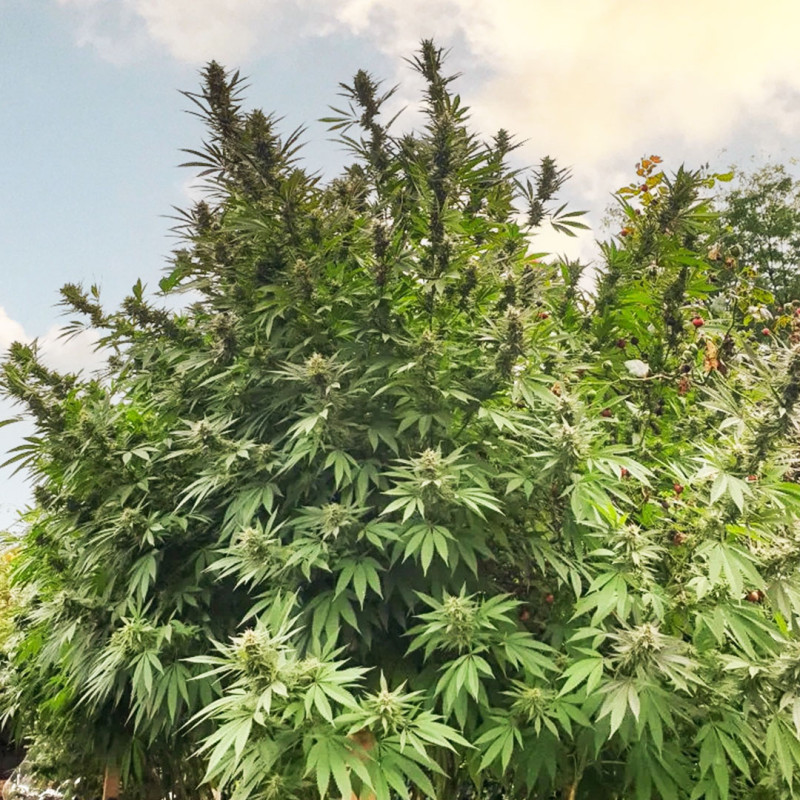 Frisian Dew ® - Semi di cannabis Femminizzati  - Dutch Passion Frisian Dew ® - Semi di cannabis Femminizzati  - Dutch Passion