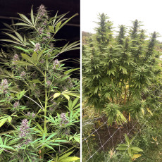 Frisian Dew ® - Semi di cannabis Femminizzati  - Dutch Passion Frisian Dew ® - Semi di cannabis Femminizzati  - Dutch Passion
