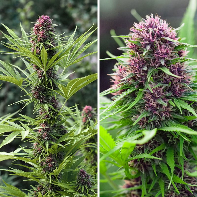 Frisian Dew ® - Semi di cannabis Femminizzati  - Dutch Passion Frisian Dew ® - Semi di cannabis Femminizzati  - Dutch Passion