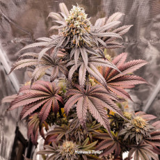 Acquista i semi femminizzati di Mokum's Tulip® | Dutch Passion IT Acquista i semi femminizzati di Mokum's Tulip® | Dutch Passion IT