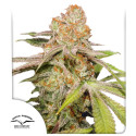 Semillas de cannabis feminizadas Auto MAC #1® | Dutch Passion ES