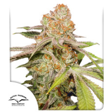 Semillas de cannabis feminizadas Auto MAC #1® | Dutch Passion ES Semillas de cannabis feminizadas Auto MAC #1® | Dutch Passion ES