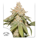 Semillas de cannabis feminizadas Auto SFV OG® | Dutch Passion ES