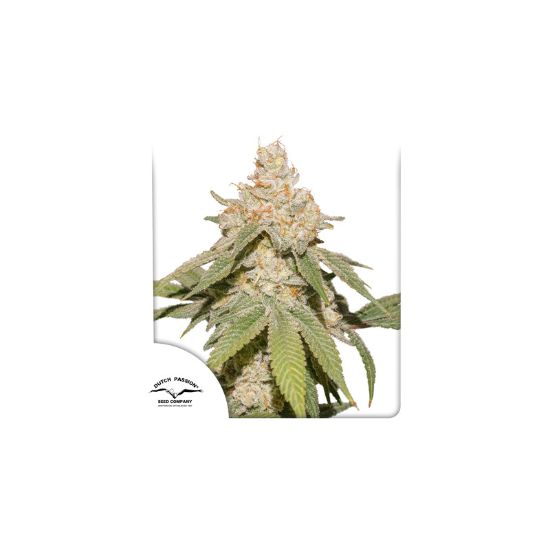 Semillas de cannabis feminizadas Auto SFV OG® | Dutch Passion ES