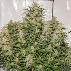Feminizowane nasiona Auto SFV OG® | Dutch Passion PL Feminizowane nasiona Auto SFV OG® | Dutch Passion PL