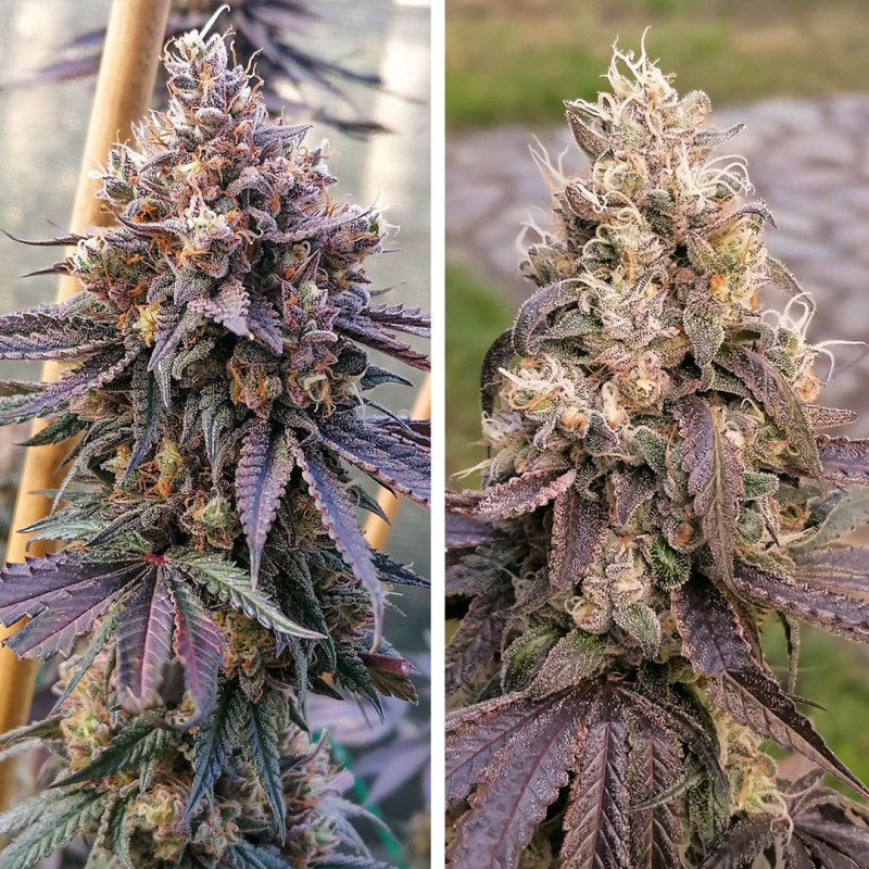 buy-gmo-fast-cannabis-seeds-dutch-passion-uk