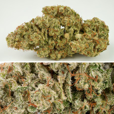 Feminizowane nasiona Auto SFV OG® | Dutch Passion PL Feminizowane nasiona Auto SFV OG® | Dutch Passion PL