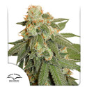 Auto Orange Bud® - Graines de Cannabis Auto | Dutch Passion FR