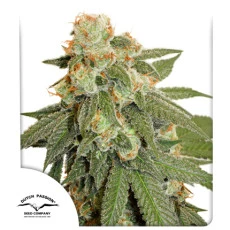 Auto Orange Bud® - Autoflower Cannabis-Samen | Dutch Passion DE