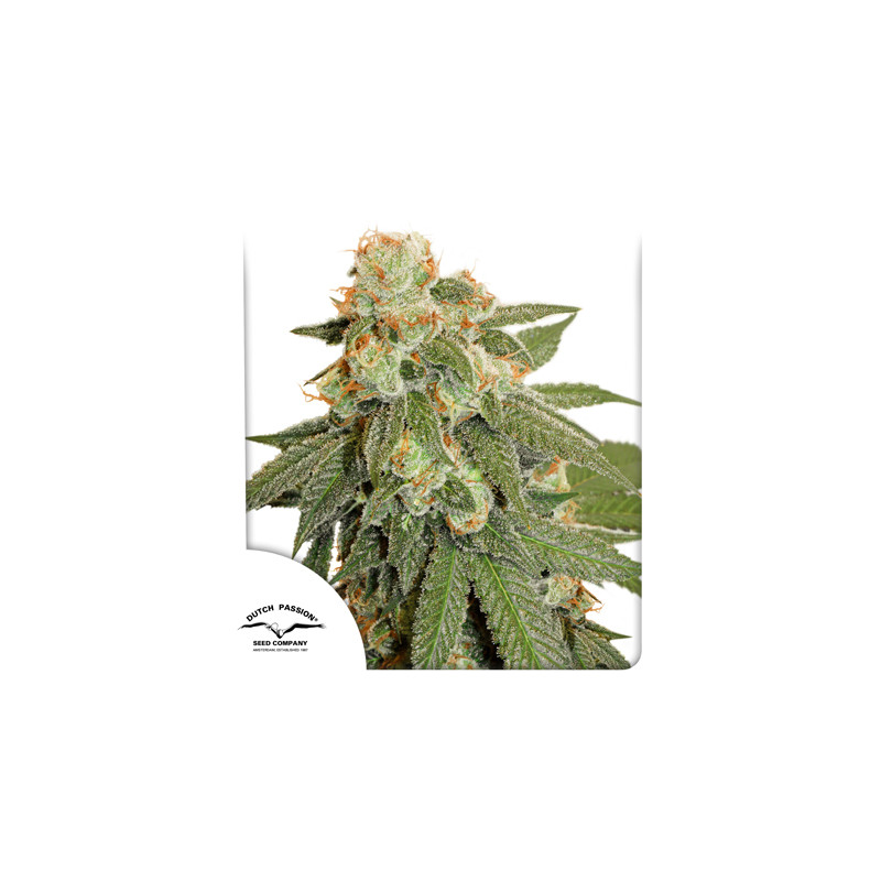 Auto Orange Bud® - Graines de Cannabis Auto | Dutch Passion FR