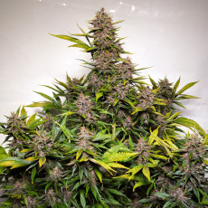 Comprar semillas de cannabis Auto Forbidden Cherry® | Dutch Passion Comprar semillas de cannabis Auto Forbidden Cherry® | Dutch Passion