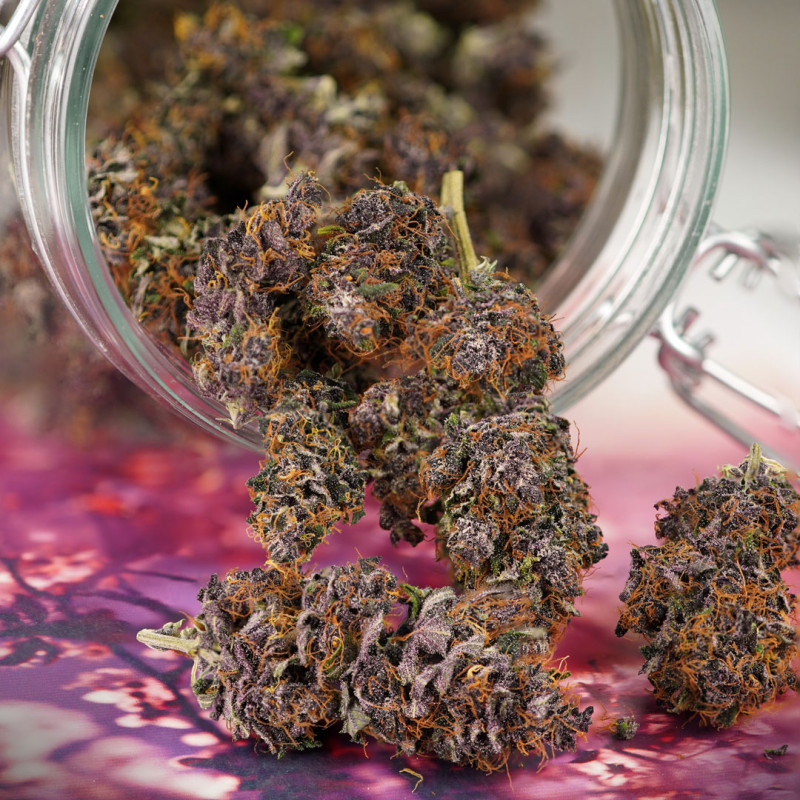Comprar semillas de cannabis Auto Forbidden Cherry® | Dutch Passion Comprar semillas de cannabis Auto Forbidden Cherry® | Dutch Passion
