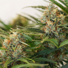 Semillas de cannabis feminizadas Auto MAC #1® | Dutch Passion ES Semillas de cannabis feminizadas Auto MAC #1® | Dutch Passion ES