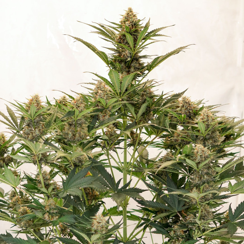 Semillas de cannabis feminizadas Auto MAC #1® | Dutch Passion ES Semillas de cannabis feminizadas Auto MAC #1® | Dutch Passion ES