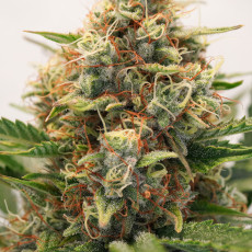 Semillas de cannabis feminizadas Auto MAC #1® | Dutch Passion ES Semillas de cannabis feminizadas Auto MAC #1® | Dutch Passion ES