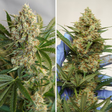 Semillas de cannabis feminizadas Auto MAC #1® | Dutch Passion ES Semillas de cannabis feminizadas Auto MAC #1® | Dutch Passion ES