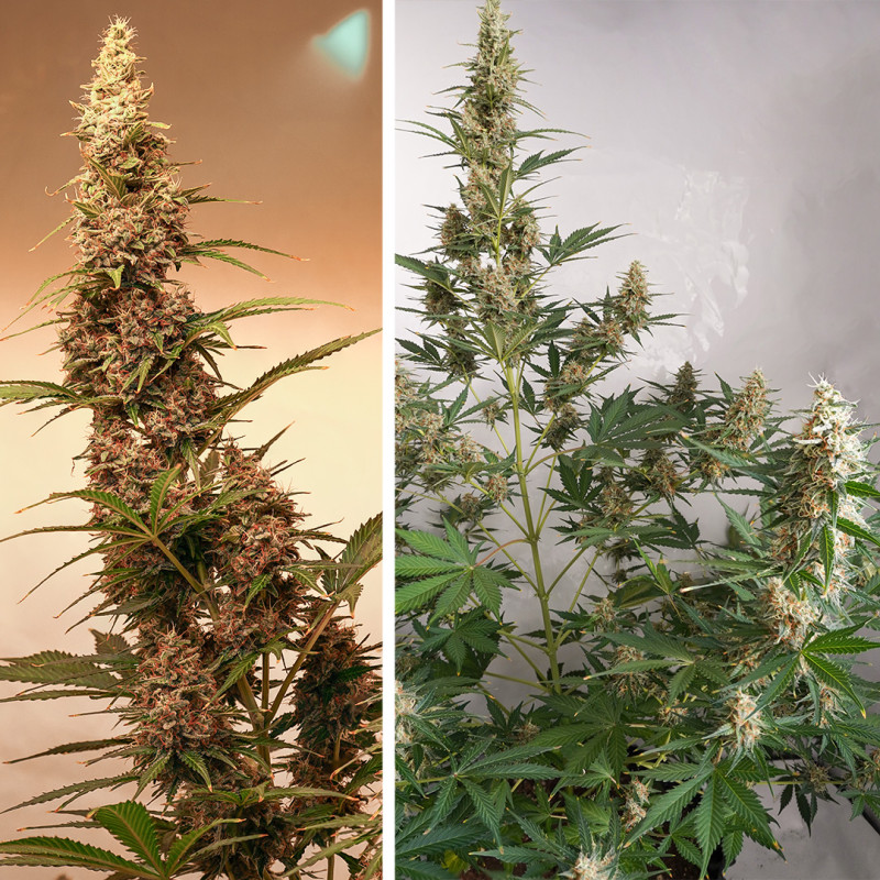 Feminizowane nasiona Auto SFV OG® | Dutch Passion PL Feminizowane nasiona Auto SFV OG® | Dutch Passion PL