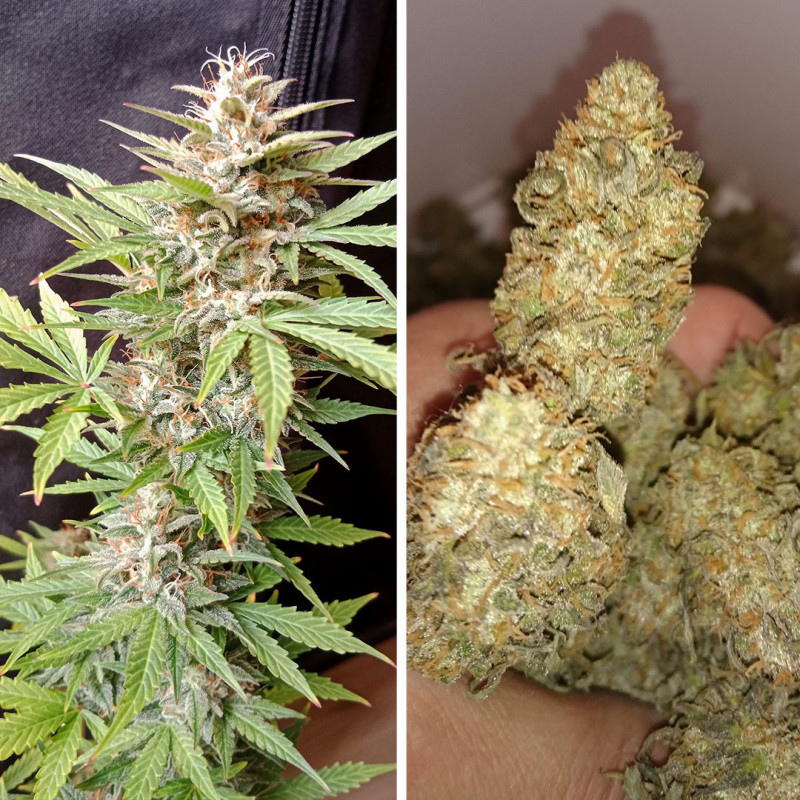 Auto Bruce Lemon Diesel Auto Bruce Lemon Diesel