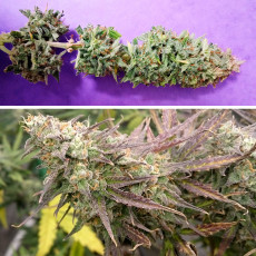 Auto Bruce Lemon Diesel Auto Bruce Lemon Diesel
