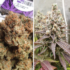 Purple OG Punch Purple OG Punch