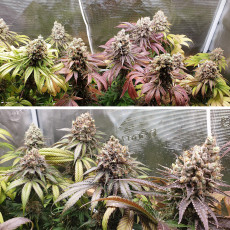 Purple OG Punch Purple OG Punch